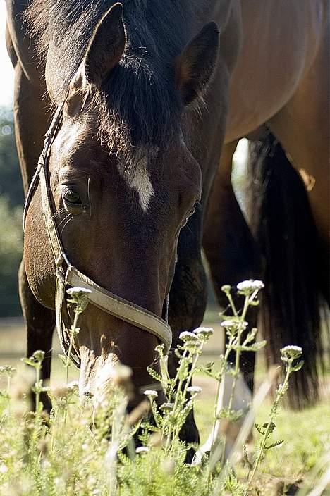 Dansk Varmblod (Himmelhest) EQUESTRE CADO DV 803 - Fotograferet af Jonas Petersen, alle rettigheder haves.  billede 11