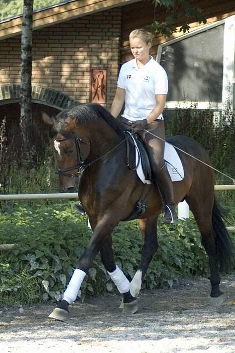 Dansk Varmblod (Himmelhest) EQUESTRE CADO DV 803 - Fotograferet af Jonas Petersen, alle rettigheder haves.  billede 12