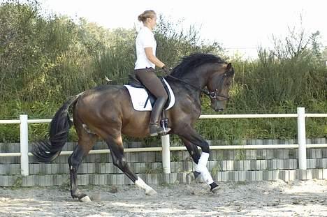 Dansk Varmblod (Himmelhest) EQUESTRE CADO DV 803 - Fotograferet af Jonas Petersen, alle rettigheder haves.  billede 13