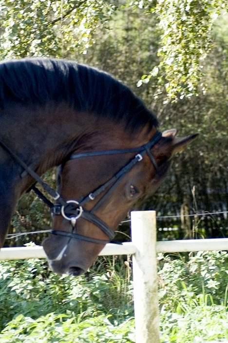 Dansk Varmblod (Himmelhest) EQUESTRE CADO DV 803 - Fotograferet af Jonas Petersen, alle rettigheder haves.  billede 14