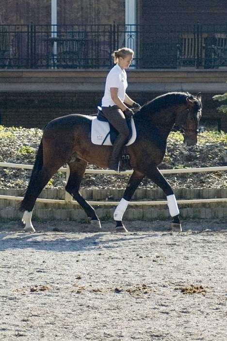 Dansk Varmblod (Himmelhest) EQUESTRE CADO DV 803 - Fotograferet af Jonas Petersen, alle rettigheder haves.  billede 15