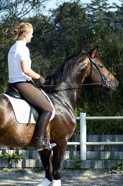 Dansk Varmblod (SOLGT) EQUESTRE CADO DV 803 - Fotograferet af Jonas Petersen, alle rettigheder haves.  billede 16