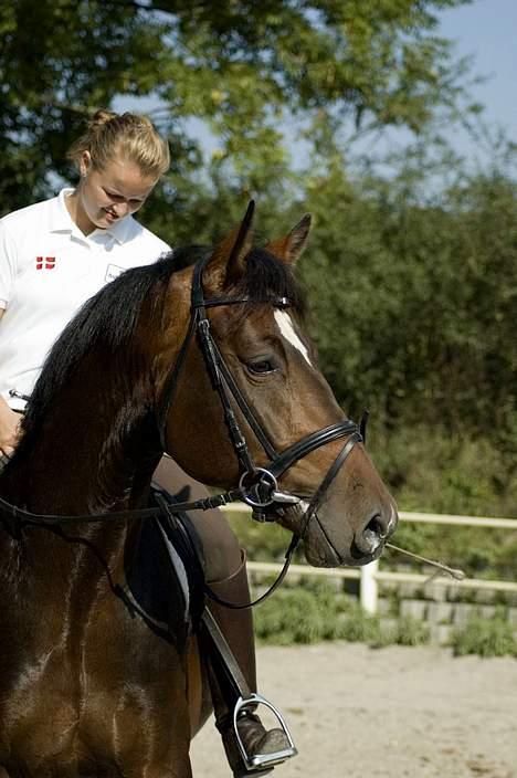 Dansk Varmblod (SOLGT) EQUESTRE CADO DV 803 - Fotograferet af Jonas Petersen, alle rettigheder haves.  billede 17