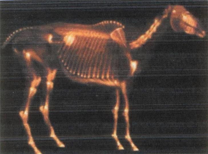 Dansk Varmblod (Himmelhest) EQUESTRE CADO DV 803 - Knogle Scintigrafi af EQUESTRE CADO DV803, alle rettigheder haves. Fotograferet / Scannet hos Højgård Hestehospital billede 18