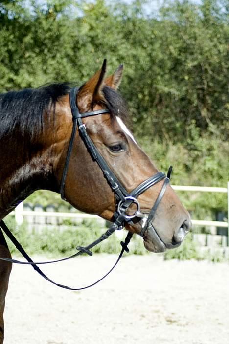 Dansk Varmblod (Himmelhest) EQUESTRE CADO DV 803 - Fotograferet af Jonas Petersen, alle rettigheder haves.  billede 19