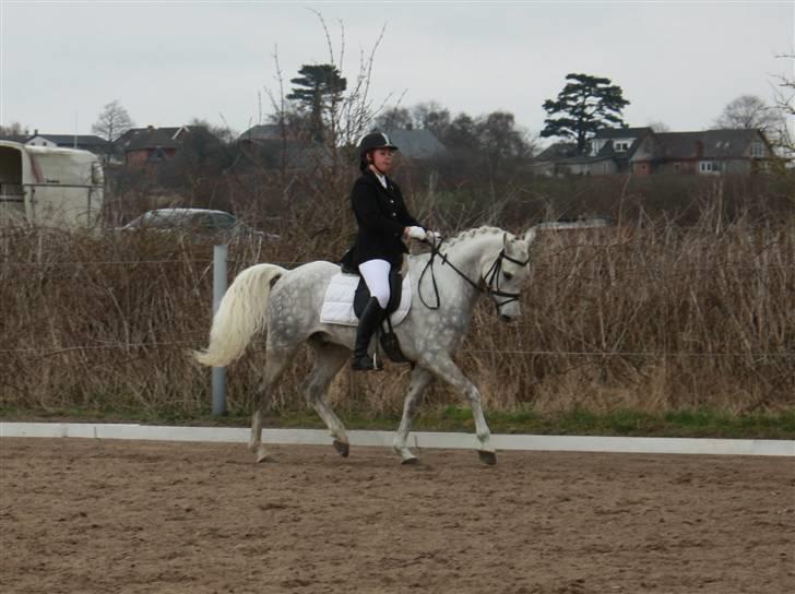 Arabisk fuldblod (OX) El Dominus - 6 # Stævne i BLR, hvor vi vandt i LA3! billede 6