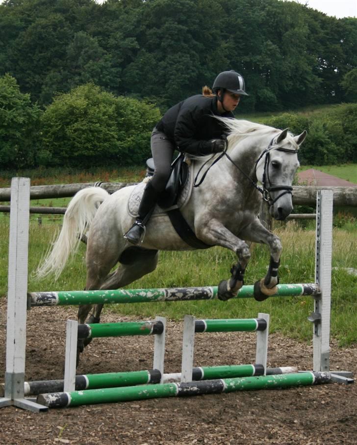 Arabisk fuldblod (OX) El Dominus billede 7