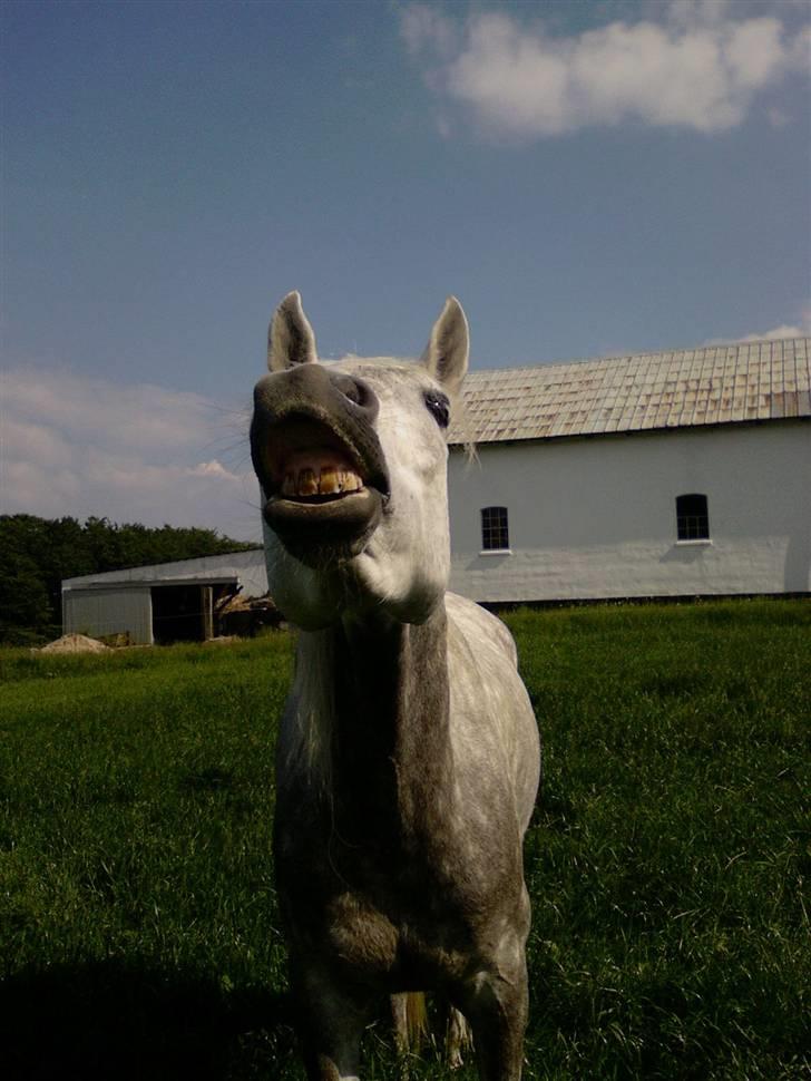 Arabisk fuldblod (OX) El Dominus - Altid klar til at give et smil med på vejen <3 billede 8