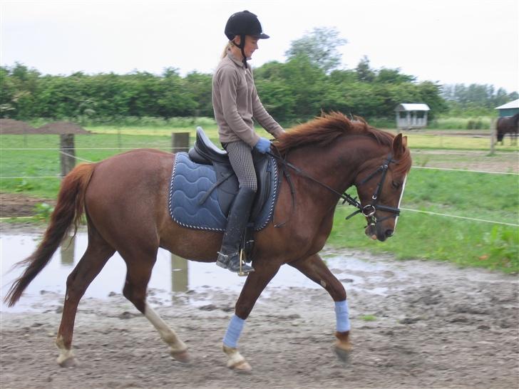 DSP Maglehøjs Micado R.I.P - Smuksakken <3 billede 16