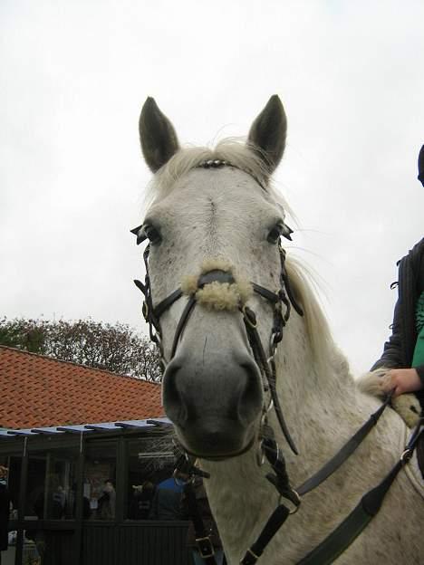 Anden særlig race IL TEMPO GIGANTE solgt - min lille klaus billede 11