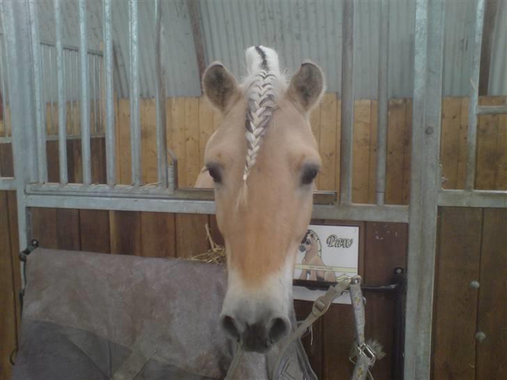 Fjordhest Paw (solgt) - Paw, inden stævne i Hylke (HYOR/hjemme) forår 2007 billede 12