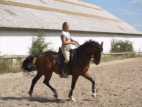 Dansk Varmblod Lutz H (Pensioneret) billede 12