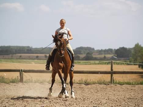 Dansk Varmblod Lutz H (Pensioneret) billede 16