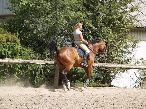 Dansk Varmblod Lutz H (Pensioneret) billede 18