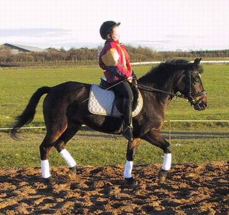 New Forest Tina Turner (SOLGT) :.C billede 12