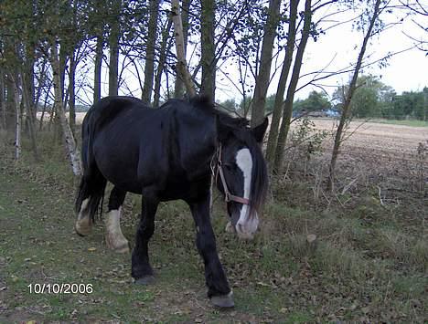 Irish Cob Barbie R.I.B billede 7