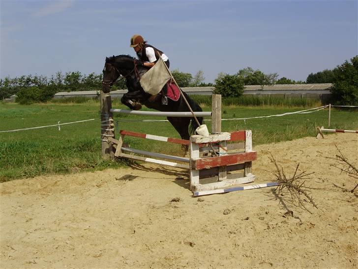Anden særlig race Torpegårds Master SOLGT / - Springer 115. Sommer 2008 billede 3