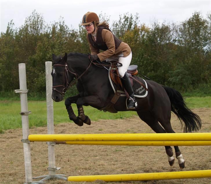 Anden særlig race Torpegårds Master SOLGT / - Dressur for længe siden billede 4