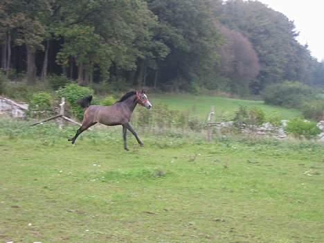 Arabisk fuldblod (OX) Gantrup fresiah ox billede 9