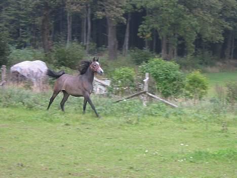 Arabisk fuldblod (OX) Gantrup fresiah ox billede 10