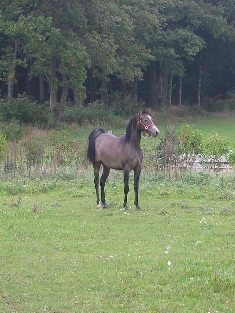 Arabisk fuldblod (OX) Gantrup fresiah ox billede 11