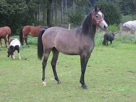 Arabisk fuldblod (OX) Gantrup fresiah ox billede 12