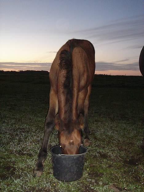 Dansk Varmblod Brejnbjerggaards Lupus - mums! billede 9