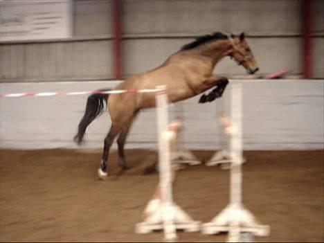 Dansk Varmblod major "Hvor er du?" - taget fra video  billede 17