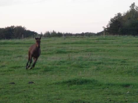 Dansk Varmblod Brejnbjerggaards Lupus - Her kommer jeg med fuld fart.... billede 10