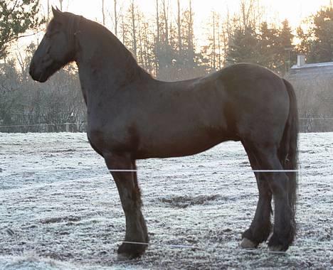 Frieser Loike - En frostklar morgen i december billede 11