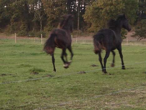 Dansk Varmblod Brejnbjerggaards Laksmi - Løber en lille tur med min bror... - min numse til højre billede 7