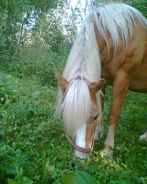 Haflinger Eliza R.I.P - du savnet ! - Dejliiigt sommergræs .. :)  billede 9