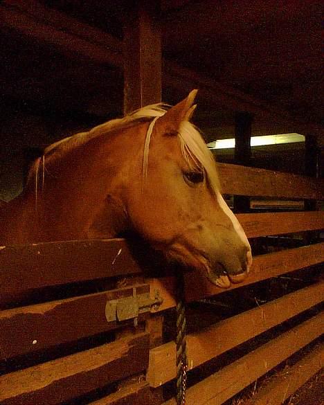 Haflinger Eliza R.I.P - du savnet ! - i stalden på MIn skole . . der er Hun ikke mere ..!  billede 10