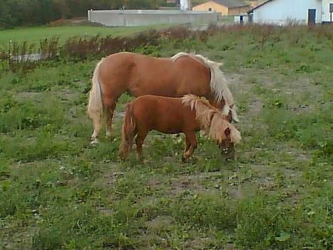 Haflinger Eliza R.I.P - du savnet ! - marko og eliza .. Der Hygger på Folden .. ! :)  billede 11