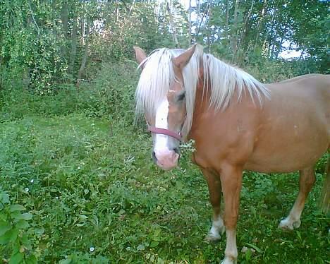 Haflinger Eliza R.I.P - du savnet ! - Græs Mund :P billede 12