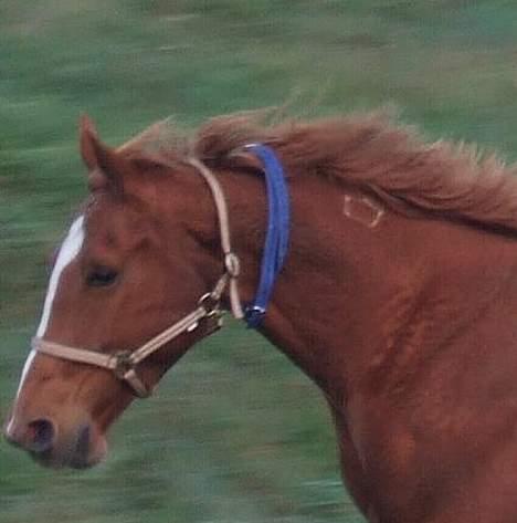 Dansk Varmblod Dakota Skrødstrup DH - Her kan man se hindes Brændemærke på halsen som hun fik da hun gik i DH. billede 8