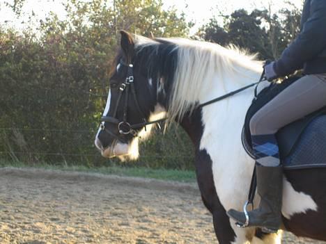 Irish Cob Silas :b  billede 19