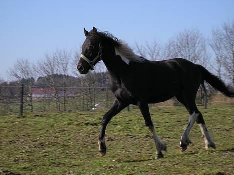 Anden særlig race Wictoria af Bakkebo billede 8