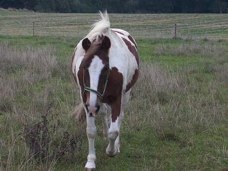 Pinto Pebsi <3 - *himmelpony* R.I.P d.12.09.2011 :'( billede 12