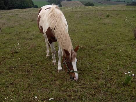 Pinto Pebsi <3 - *himmelpony* R.I.P d.12.09.2011 :'( billede 13