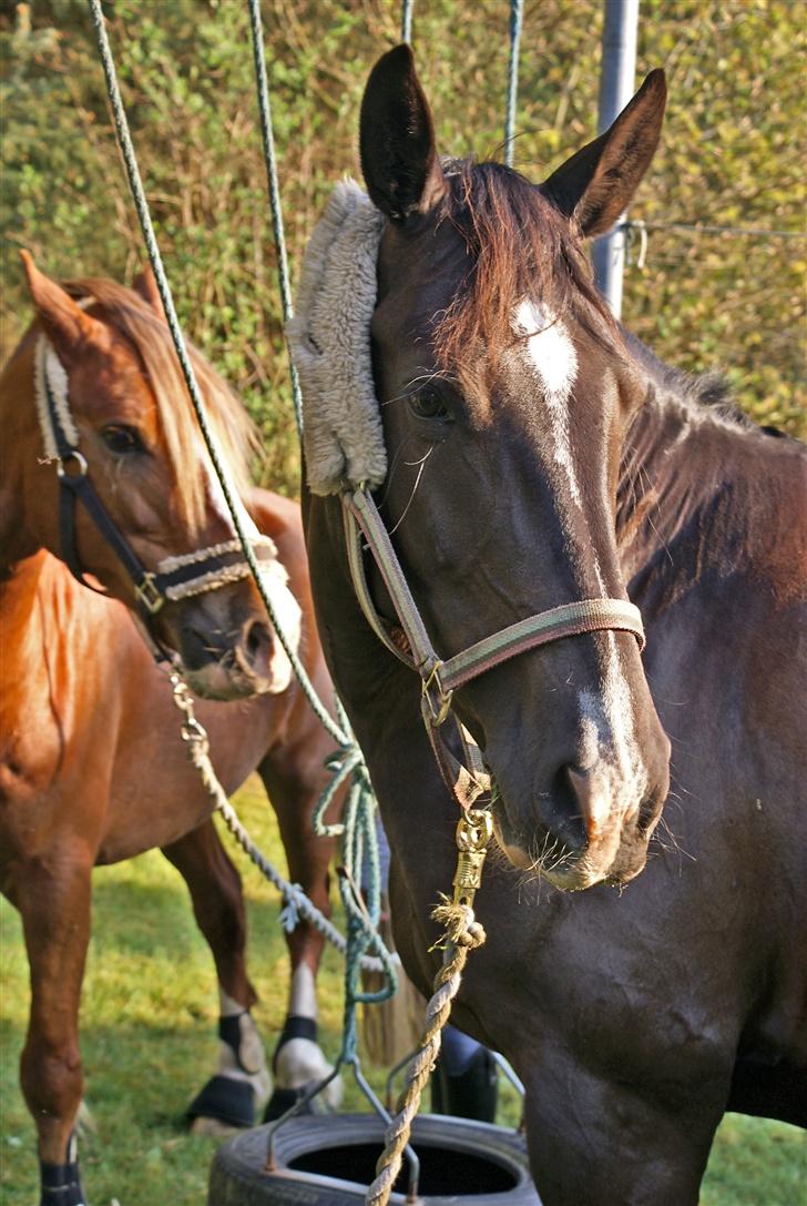Oldenborg Katcha - katcha og felix<3  billede 6