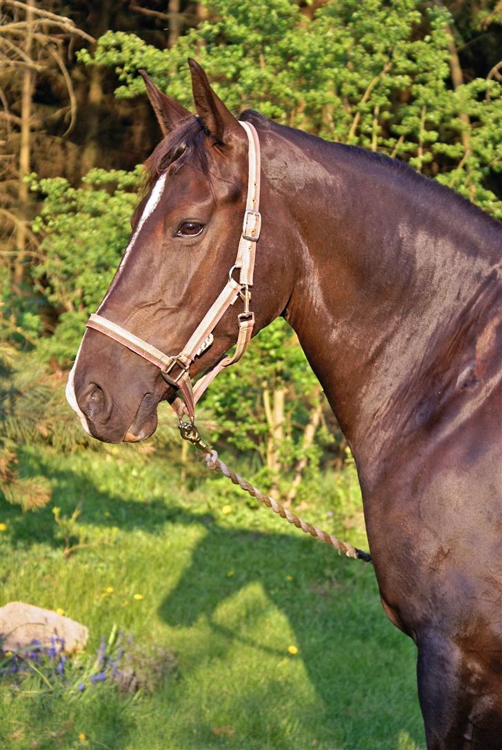 Oldenborg Katcha - Camilla, Feliix, katcha og mig på en af vores ture. :) billede 7
