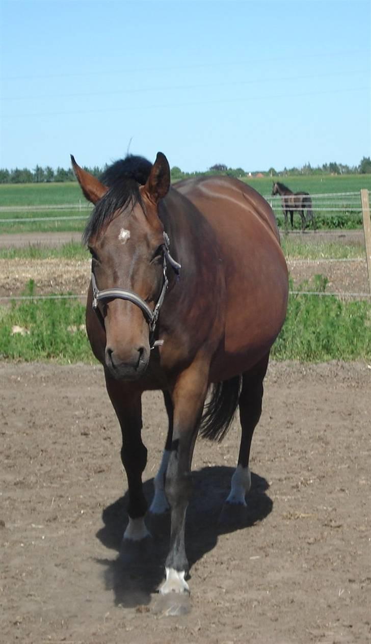 Dansk Varmblod Ørevadbros Chloe - SOLGT - Fanger man hende i den rette vinkel, kan man godt se at hun er i fol... Her er hun kun gået en uge over tiden. billede 11