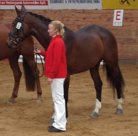 Dansk Varmblod Ørevadbros Chloe - SOLGT - Oprangering ved kåring i Ikast - tøsen stod på fløjen billede 12