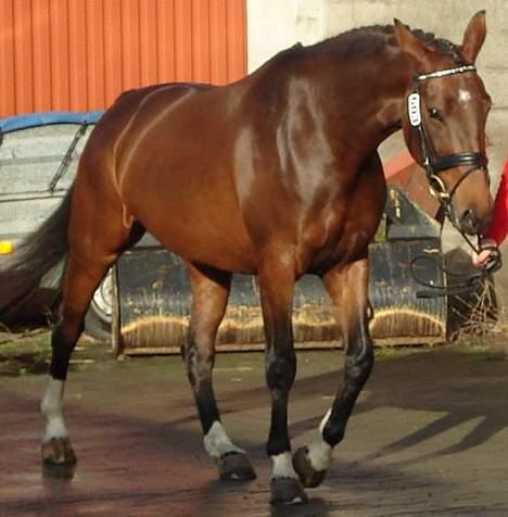 Dansk Varmblod Ørevadbros Chloe - SOLGT - Så kom hun på fast bund og skulle vise hendes fantastiske skridt. billede 13