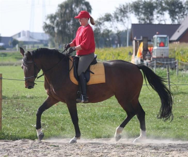 Dansk Varmblod Ørevadbros Chloe - SOLGT - 62/9-08 Samlet trav. Foto : gd-photo.dk billede 14