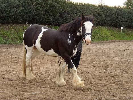 Tinker Bonita billede 10