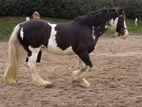 Tinker Bonita billede 11