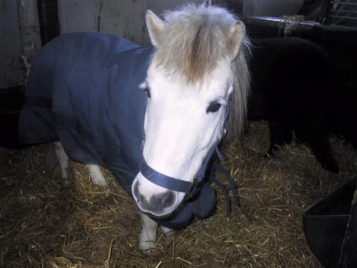 Shetlænder Onslow / passede / - Onslow billede 12