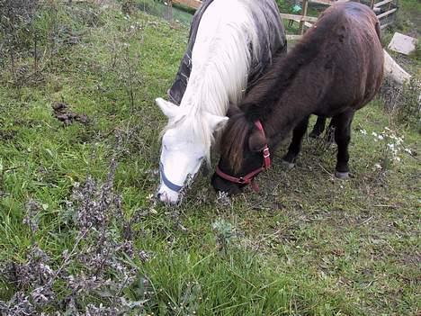 Shetlænder Onslow / passede / - Onslow og mathop  billede 13